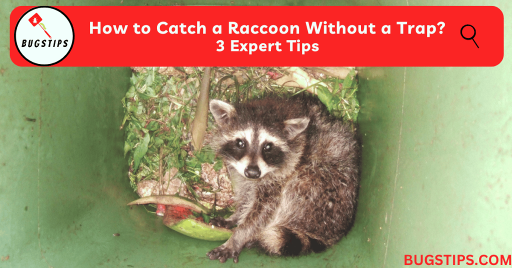 How to Catch a Raccoon Without a Trap