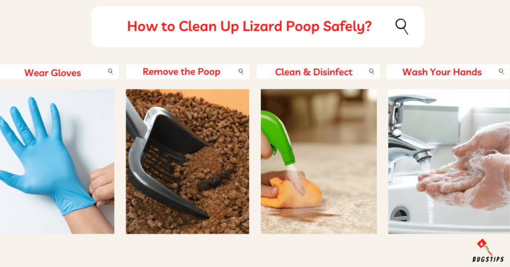  Lizard Poop : How to Clean Up Lizard Poop Safely