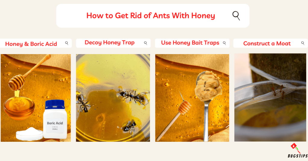 How to Get Rid of Ants With Honey