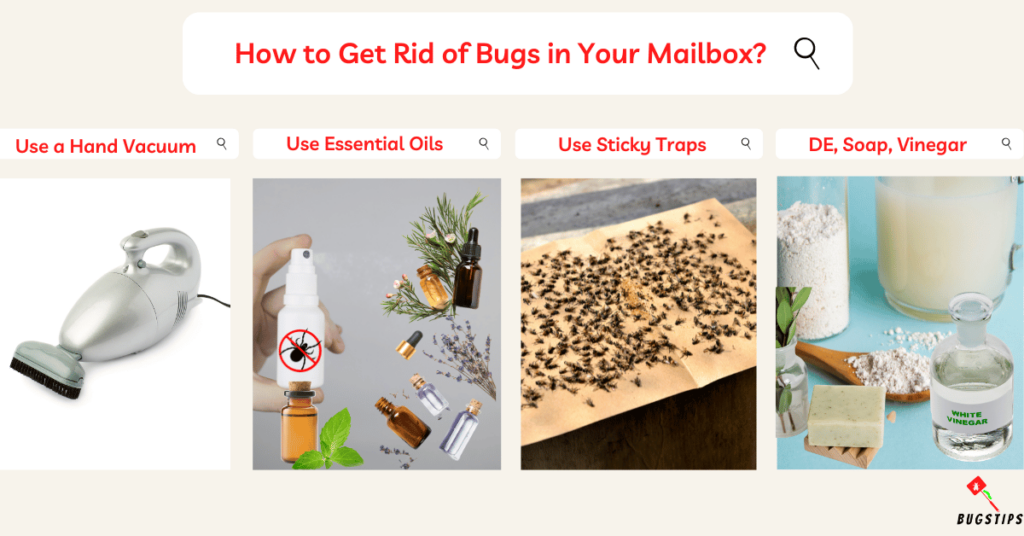 Bugs in mailbox | How to Get Rid of Bugs in Mailbox?
