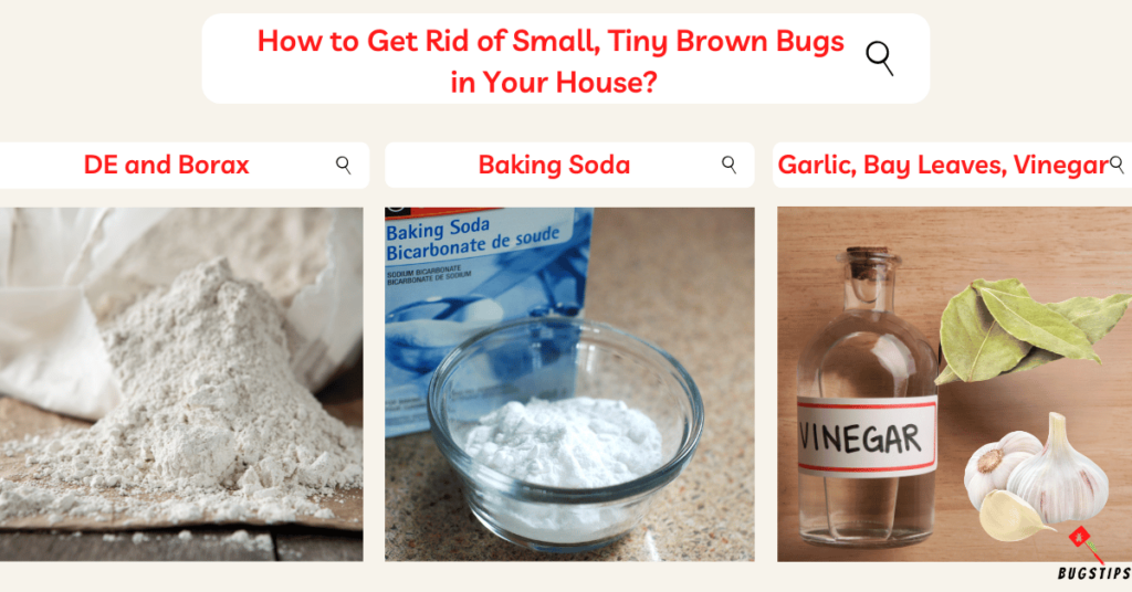 How to Get Rid of Small, Tiny Brown Bugs 
in Your House?