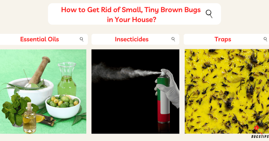 How to Get Rid of Small, Tiny Brown Bugs 
in Your House?