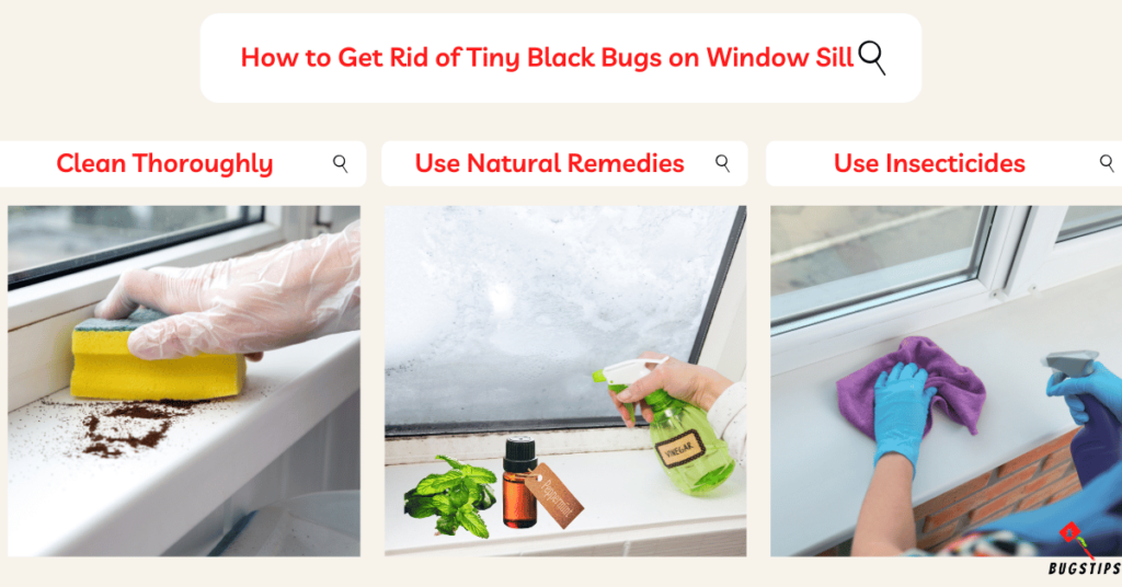 How to Get Rid of Tiny Black Bugs on Window Sill