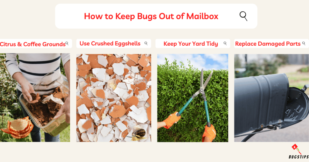 Bugs in mailbox | How to Keep Bugs Out of Mailbox