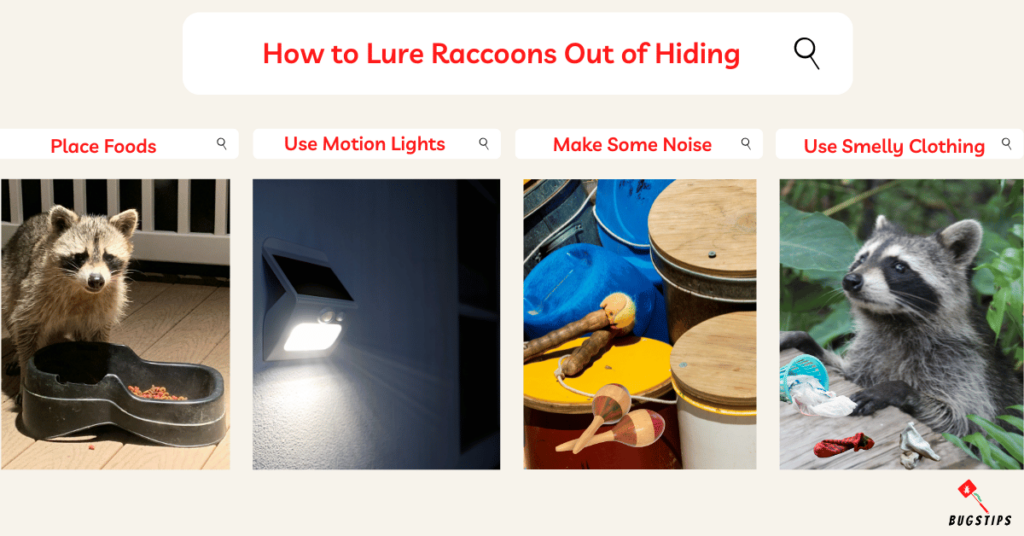 How to Catch a Raccoon Without a Trap?
How to Lure Raccoons Out of Hiding