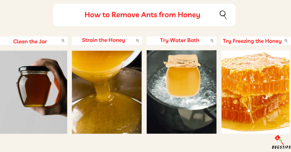 How to Remove Ants from Honey