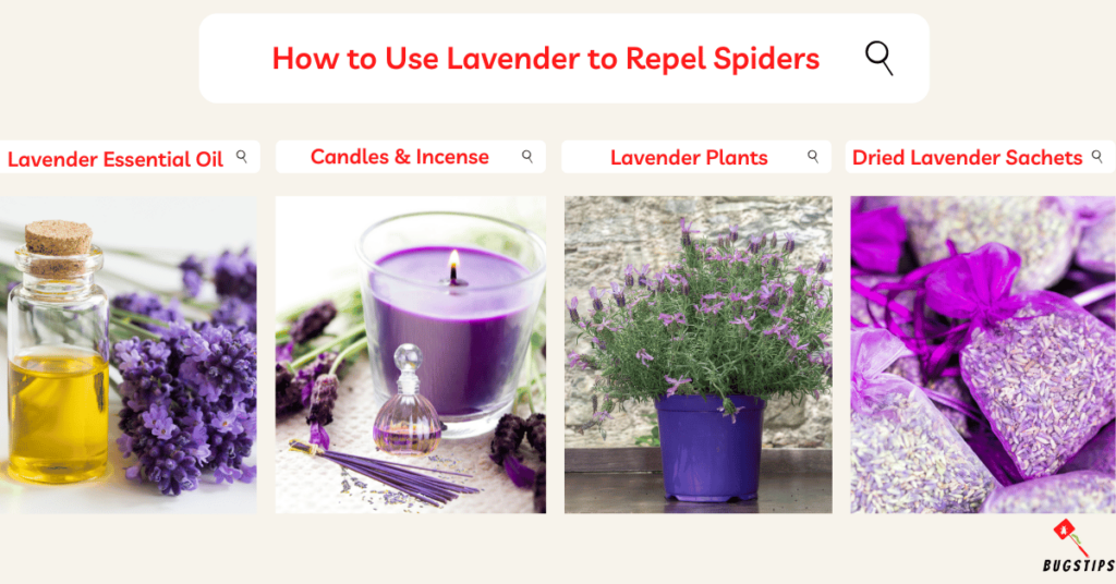 How to Use Lavender to Repel Spiders