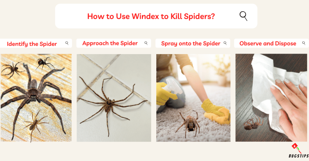 Does Windex Kill Spiders?
How to Use Windex to Kill Spiders?