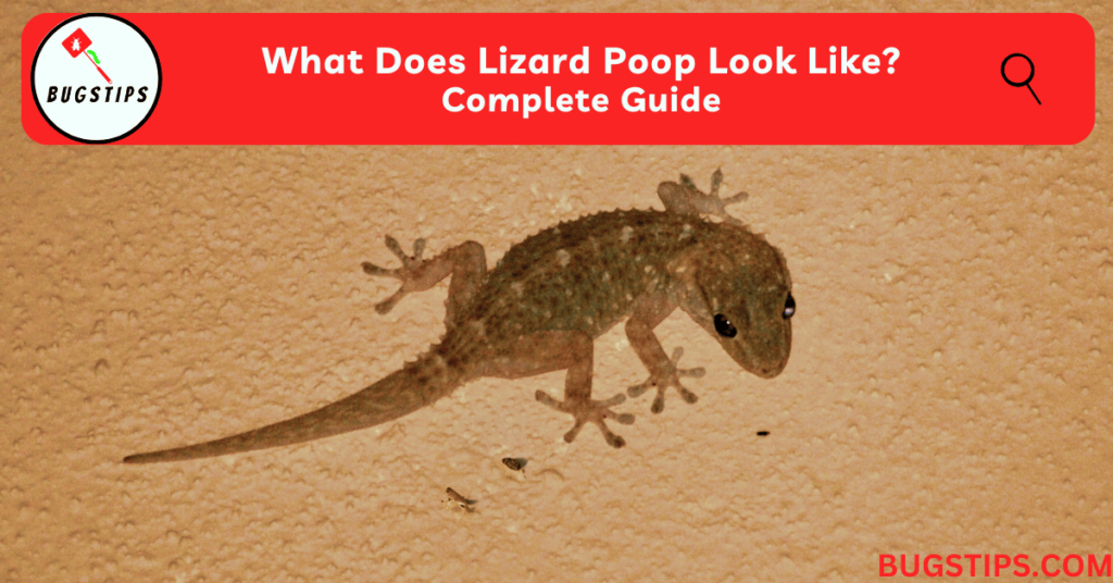 Lizard Poop