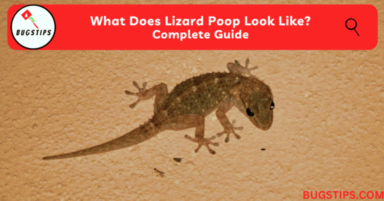 What Does Lizard Poop Look Like? Complete Guide - BugsTips