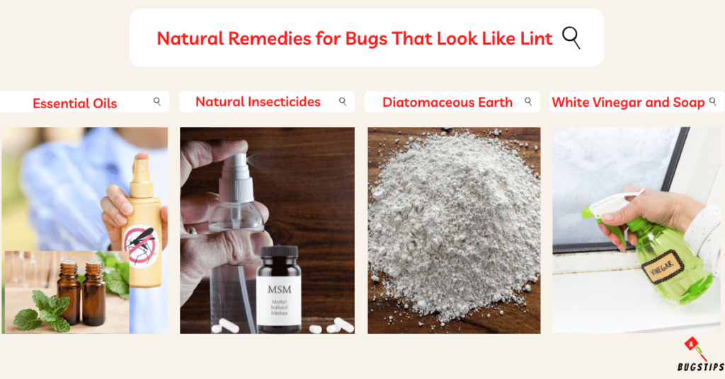 Natural Remedies for Bugs That Look Like Lint