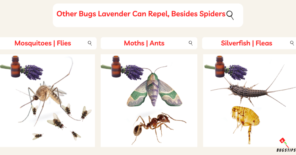 Other Bugs Lavender Can Repel, Besides Spiders