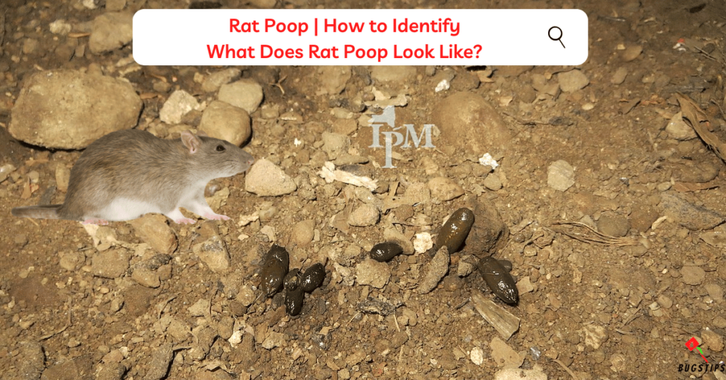 Rat Poop  How to Identify What Does Rat Poop Look Like