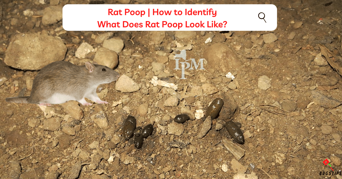 Squirrel Poop vs Rat Poop: A Detailed Comparison - BugsTips