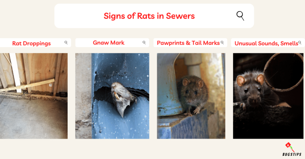 Signs of Rats in Sewers
