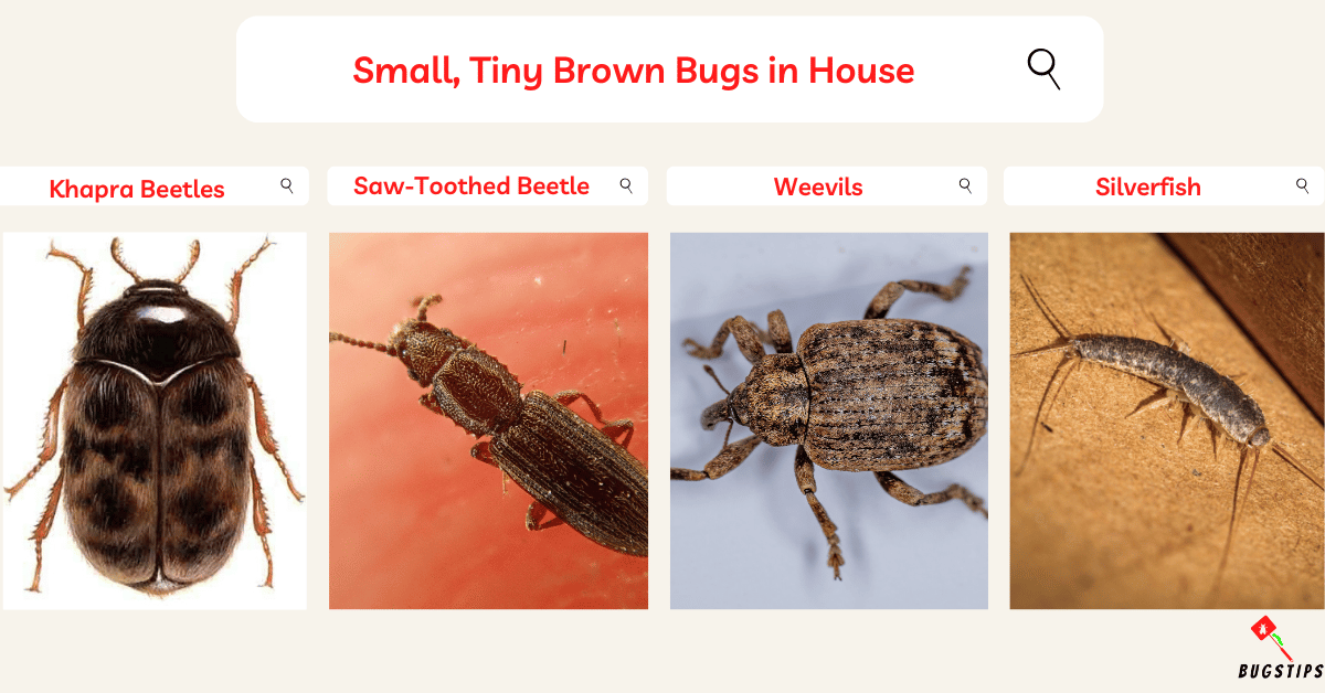 14 Small Tiny Brown Bugs In House | Expert Guide - BugsTips