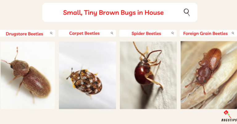 14 Small Tiny Brown Bugs In House | Expert Guide - BugsTips