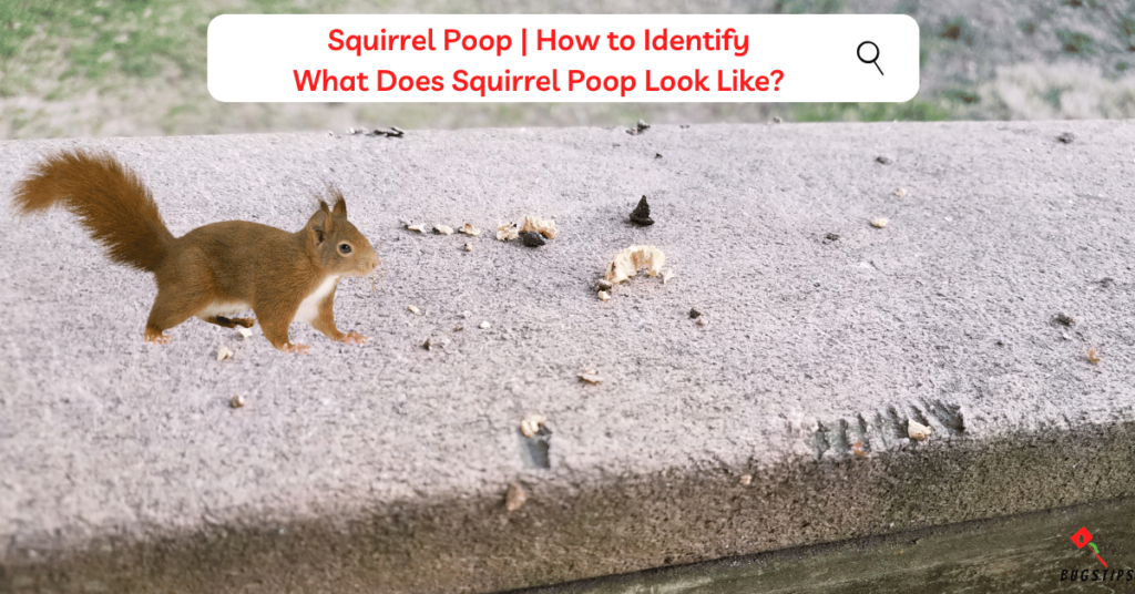 Squirrel Poop  What Does Squirrel Poop Look Like