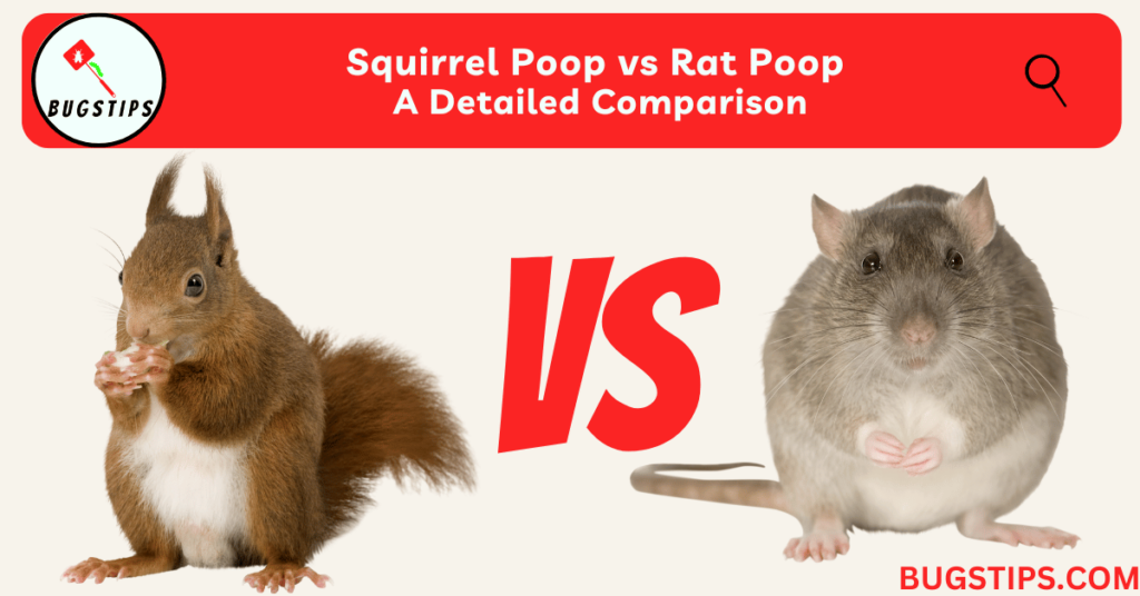 Squirrel Poop vs Rat Poop A Detailed Comparison