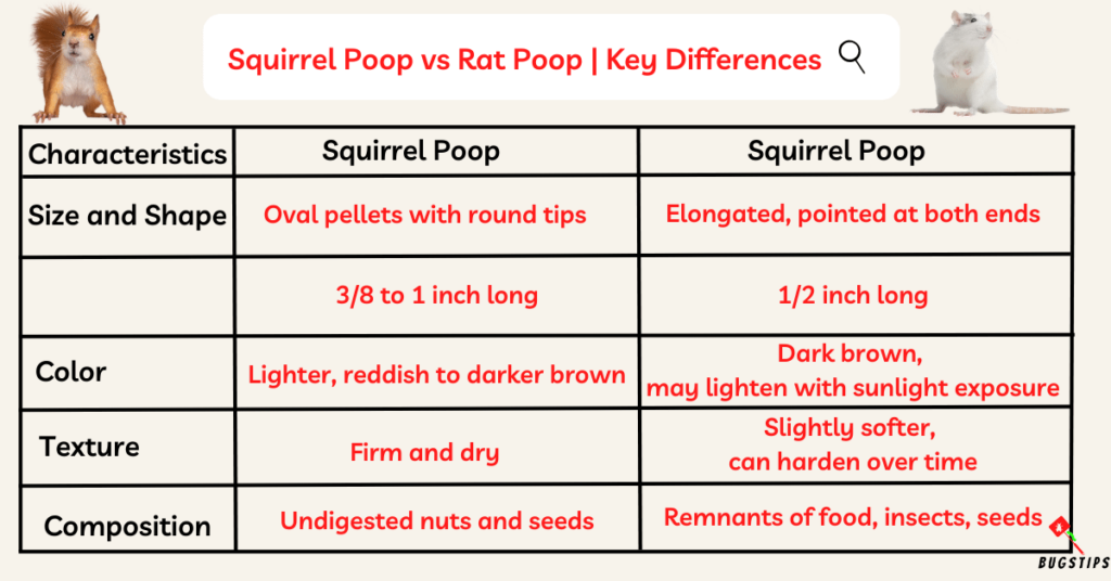 Squirrel Poop vs Rat Poop  Key Differences