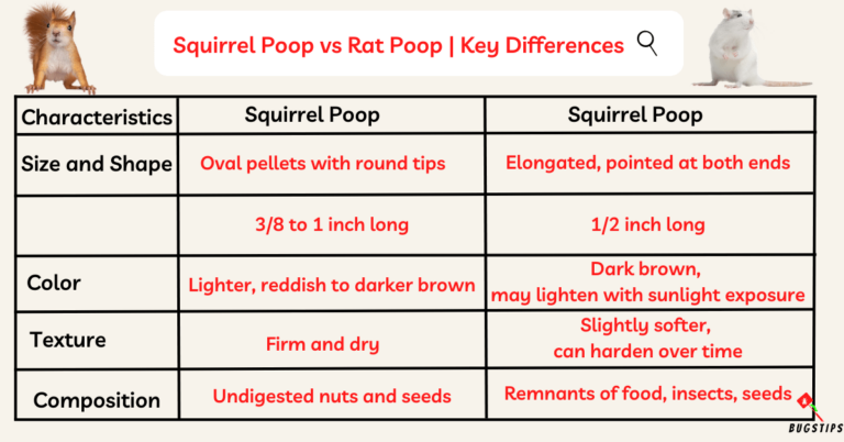 Squirrel Poop vs Rat Poop: A Detailed Comparison - BugsTips