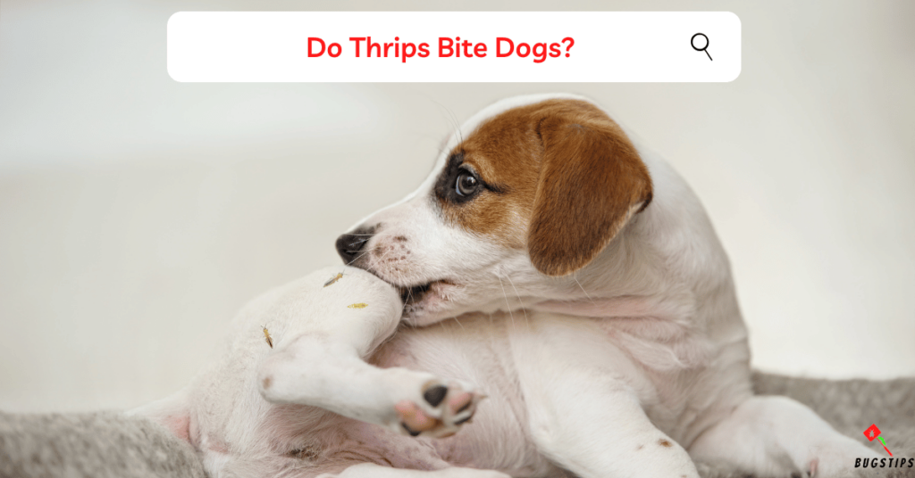 Thrips bites | Do Thrips Bite Dogs?