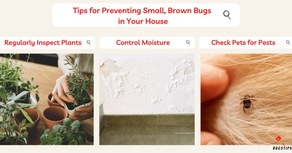 Tips for Preventing Small, Brown Bugs 
in Your House