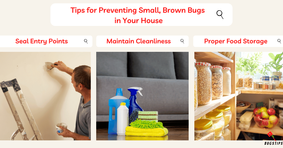 14 Small Tiny Brown Bugs In House Expert Guide Bugstips 3459