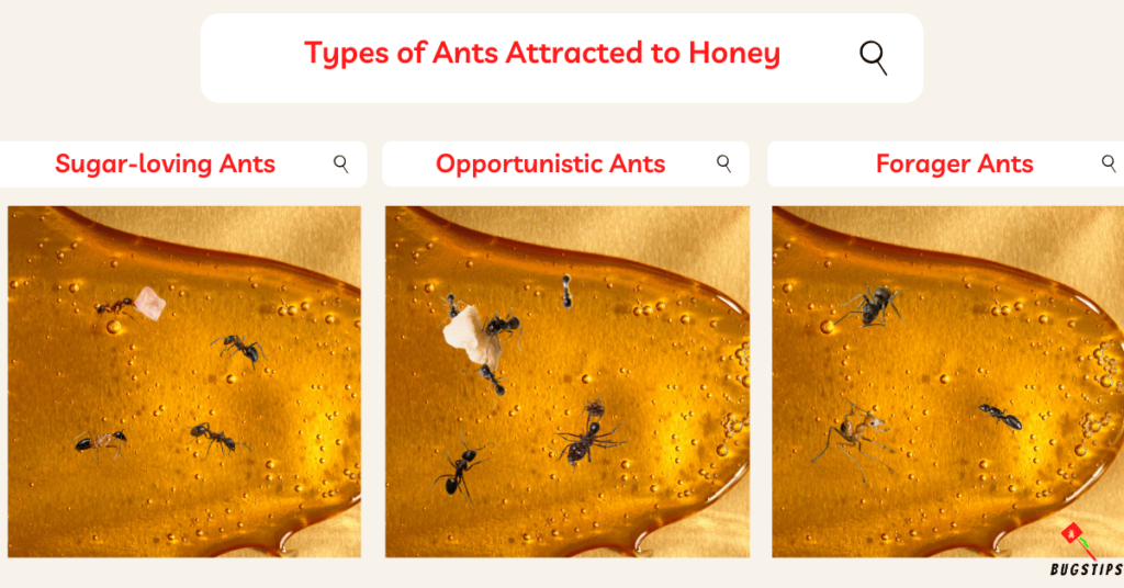 Types of Ants Attracted to Honey