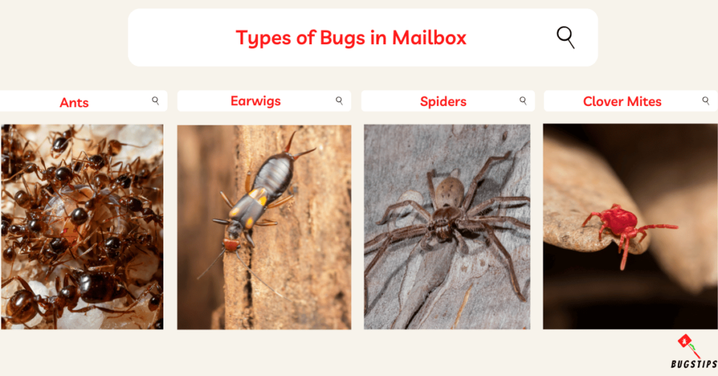Types of Bugs in Mailbox