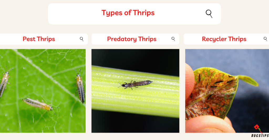 Do Thrips Bite? Types of Thrips