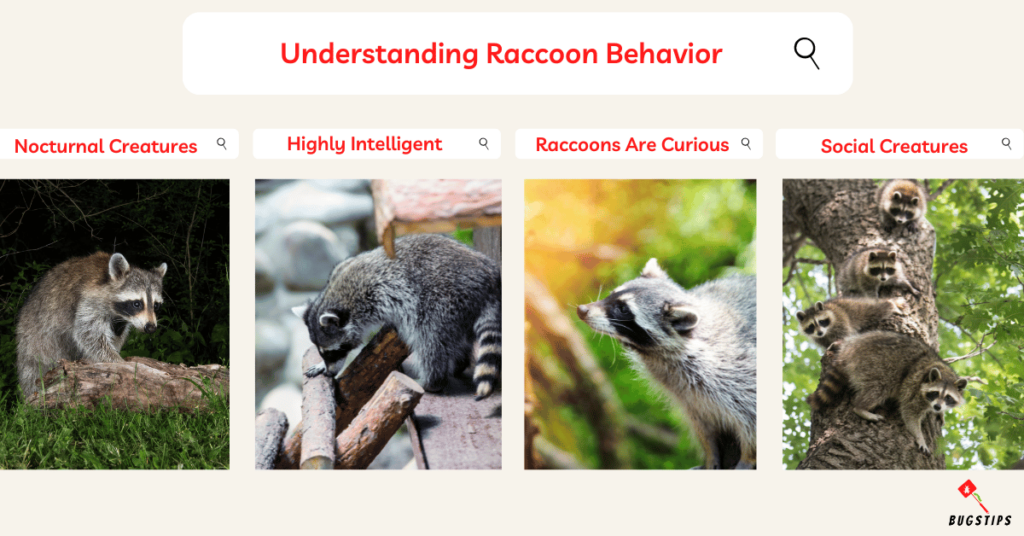 How to Catch a Raccoon Without a Trap?
Understanding Raccoon Behavior