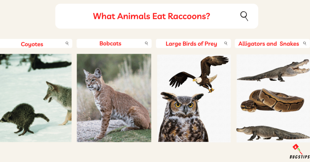 What Animals Eat Raccoons?