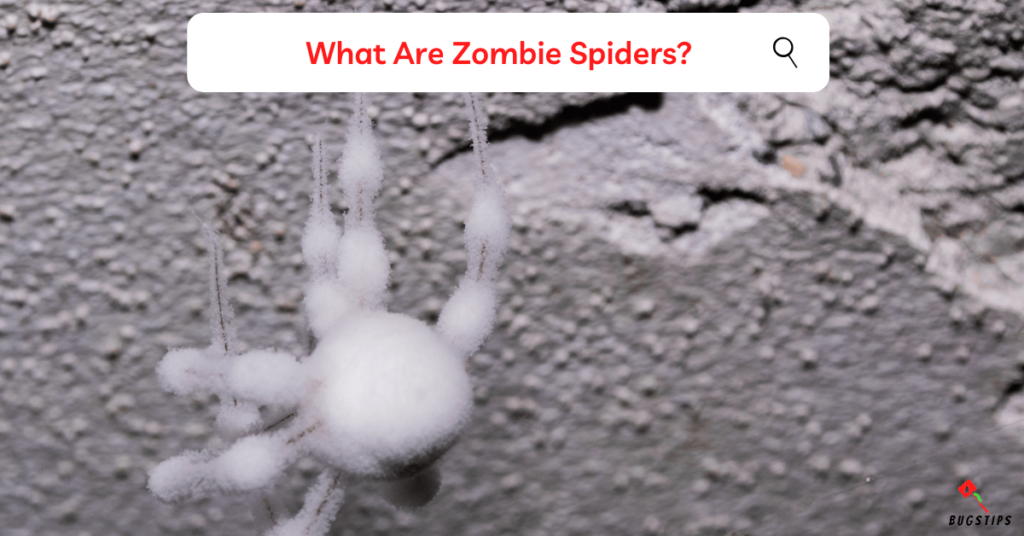 What Are Zombie Spiders?