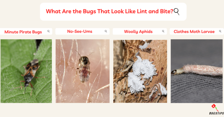 8 Bugs That Look Like Lint and Bite| Expert Guide - BugsTips