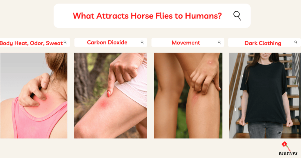 Can Horse Flies Kill You?
What Attracts Horse Flies to Humans
