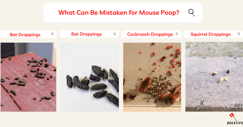 What Can Be Mistaken for Mouse Poop?