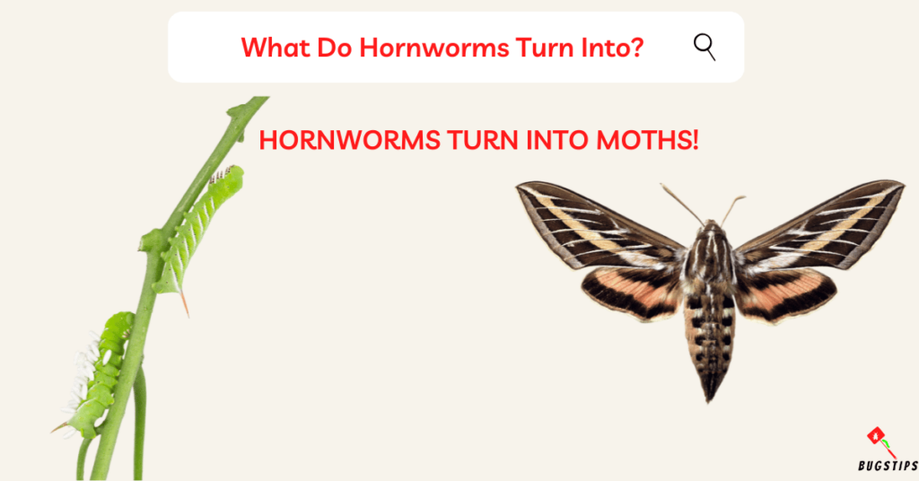 What Do Hornworms Turn Into?