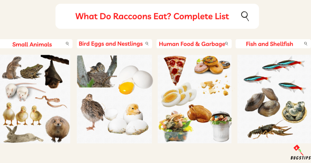 What Do Raccoons Eat? Complete List