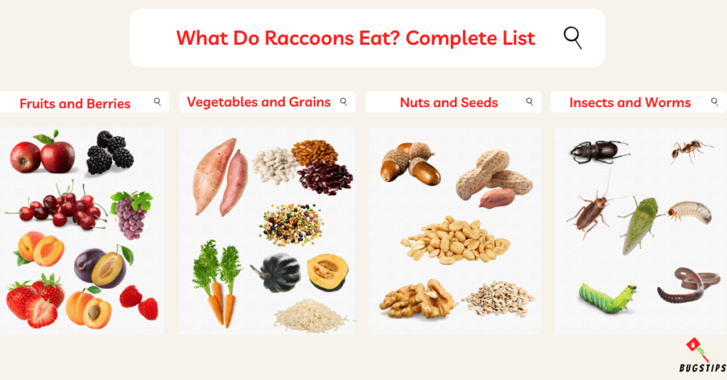 What Do Raccoons Eat? Complete List