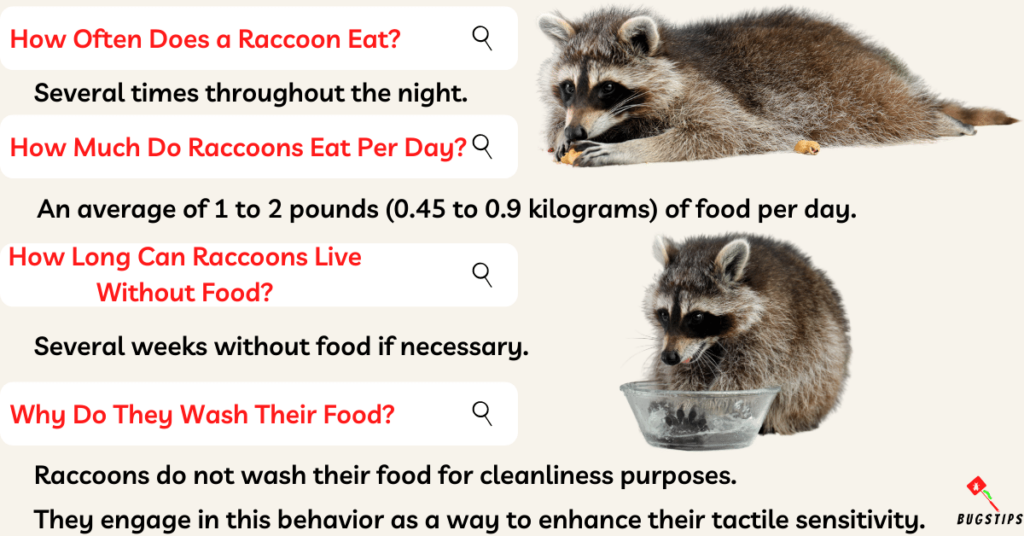 What Do Raccoons Eat? Feeding Habits of Raccoons