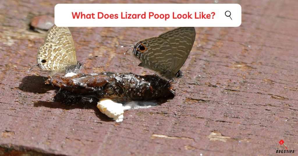 What Does Lizard Poop Look Like