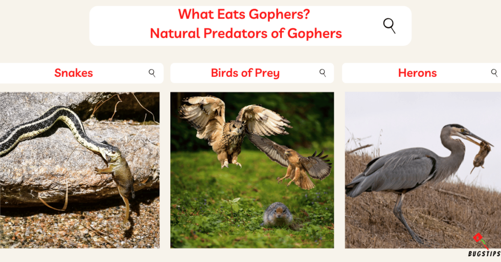 What Eats Gophers? 
Natural Predators of Gophers