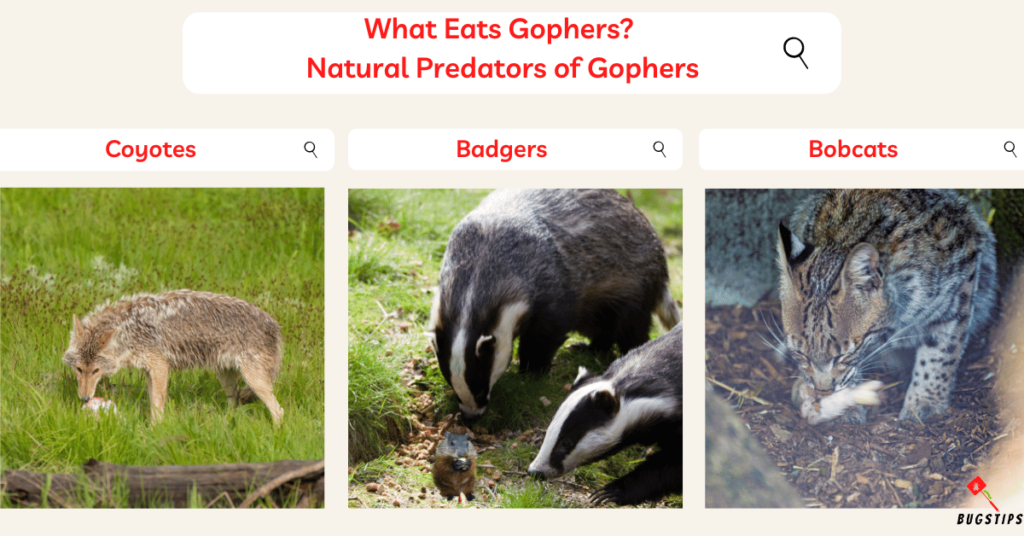 What Eats Gophers? 
Natural Predators of Gophers