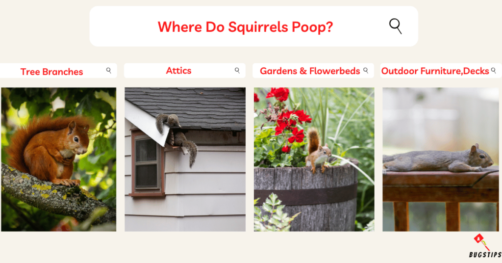 Squirrel Poop Vs Rat Poop | Where Do Squirrels Poop?