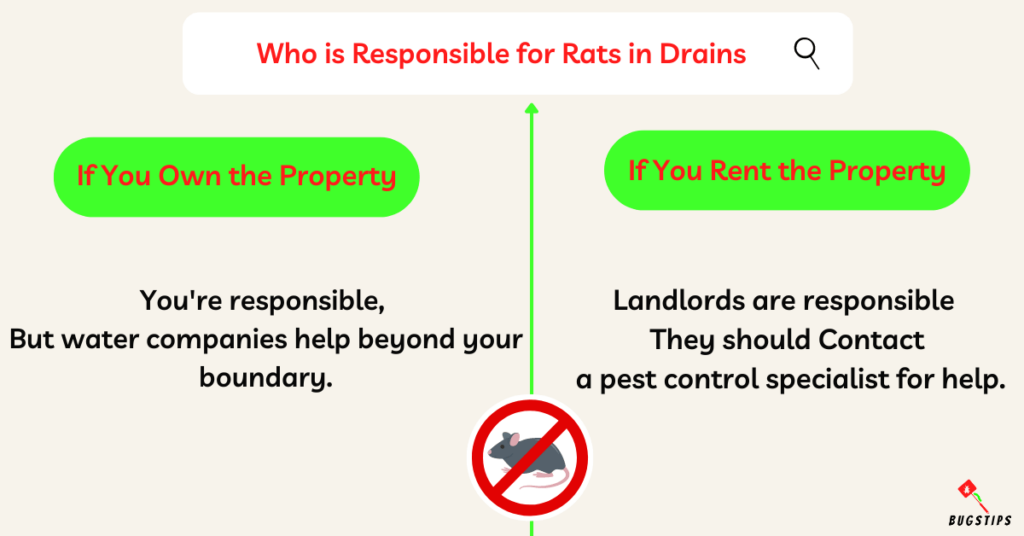 Rats in sewers Who is Responsible for Rats in Drains