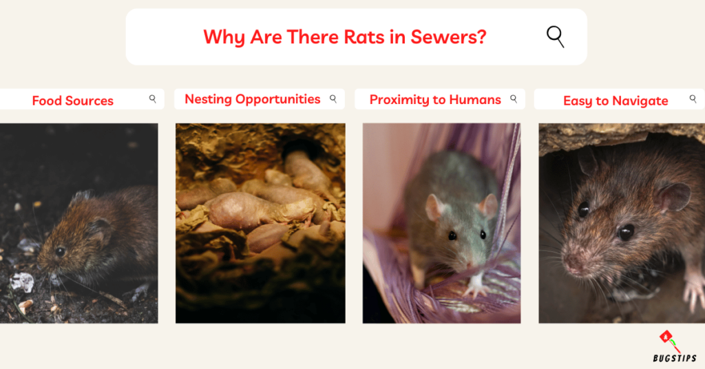 Why Are There Rats in Sewers?