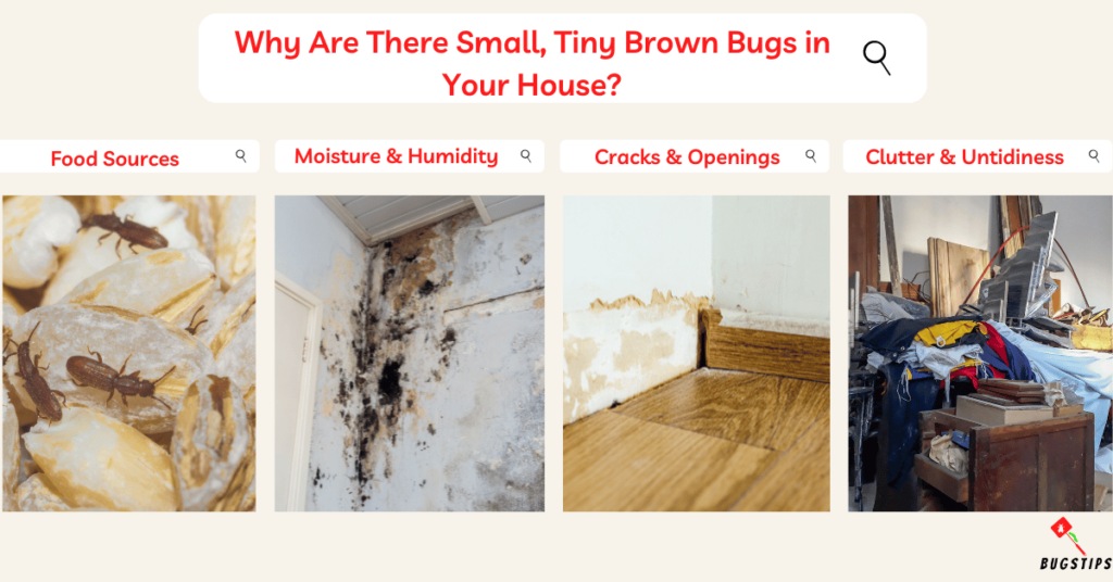 Why Are There Small, Tiny Brown Bugs in Your House?