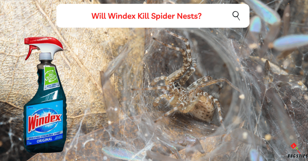 Will Windex Kill Spider Nests?