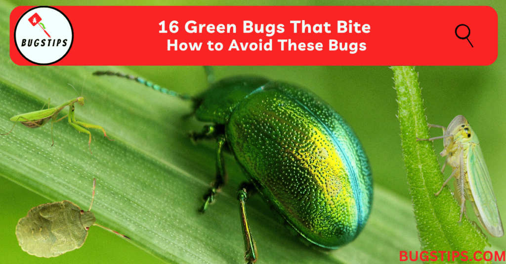 16 Green Bugs That Bite